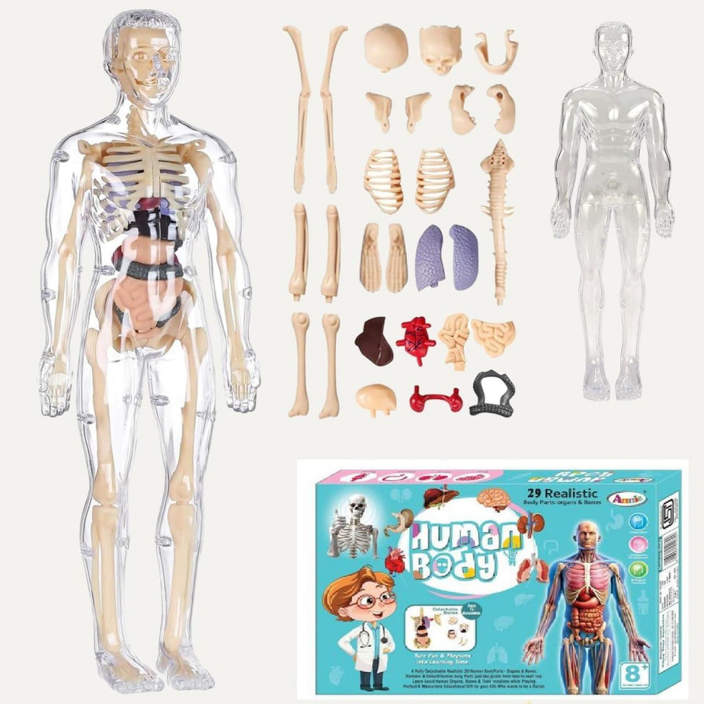 Human Body 3D Model Kit