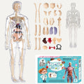 Human Body 3D Model Kit