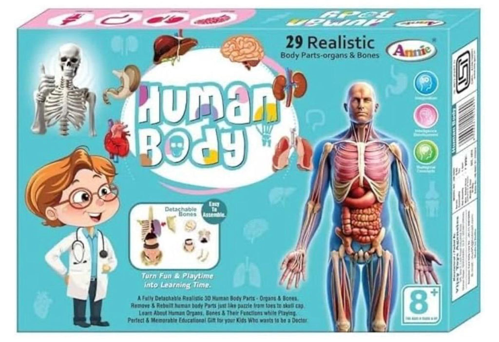 Human Body 3D Model Kit