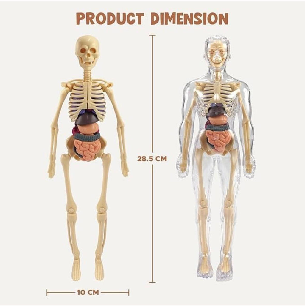 Human Body 3D Model Kit