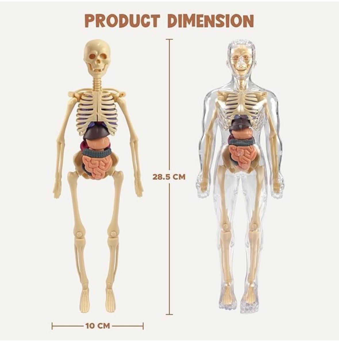 Human Body 3D Model Kit