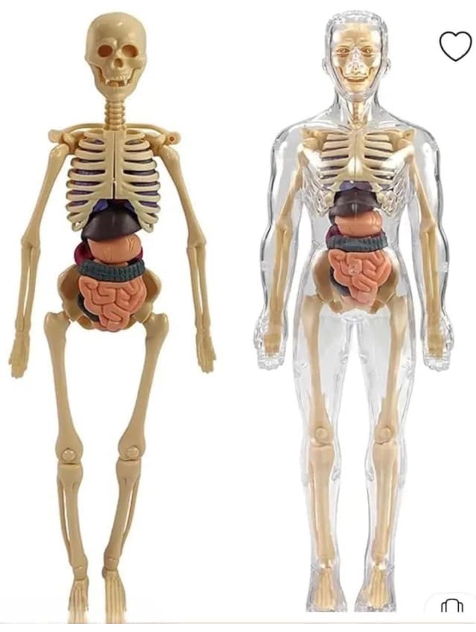 Human Body 3D Model Kit