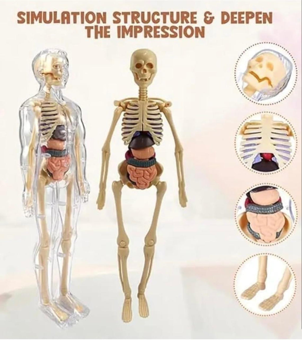 Human Body 3D Model Kit