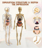 Human Body 3D Model Kit