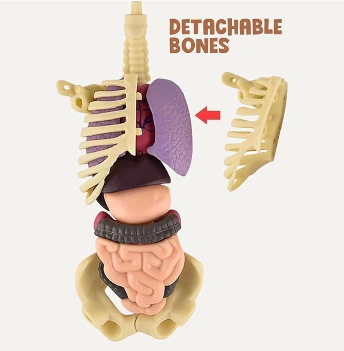 Human Body 3D Model Kit