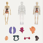 Human Body 3D Model Kit