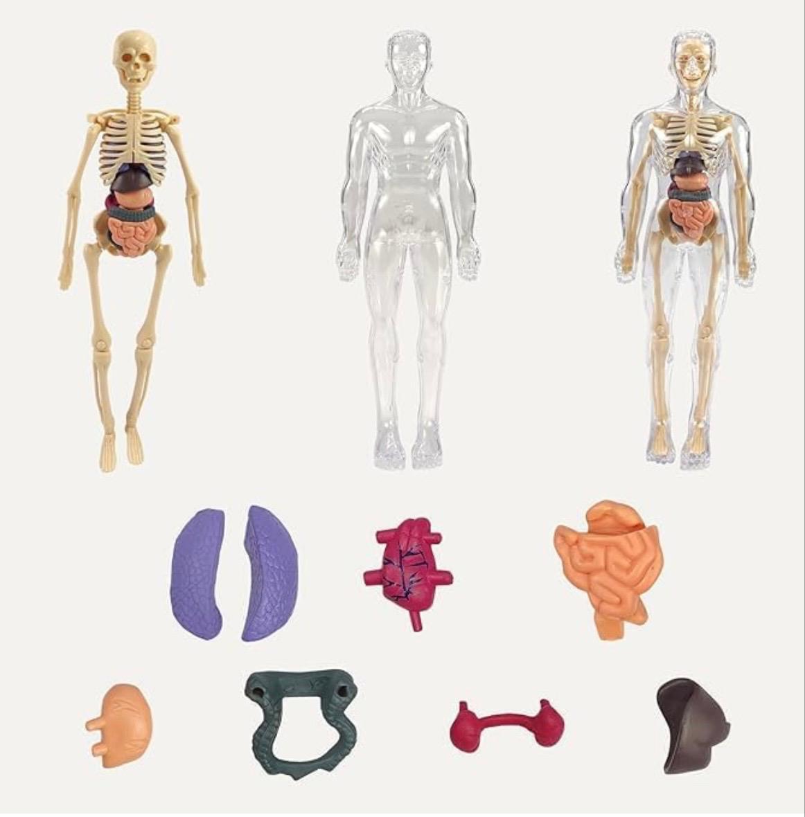 Human Body 3D Model Kit