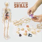 Human Body 3D Model Kit