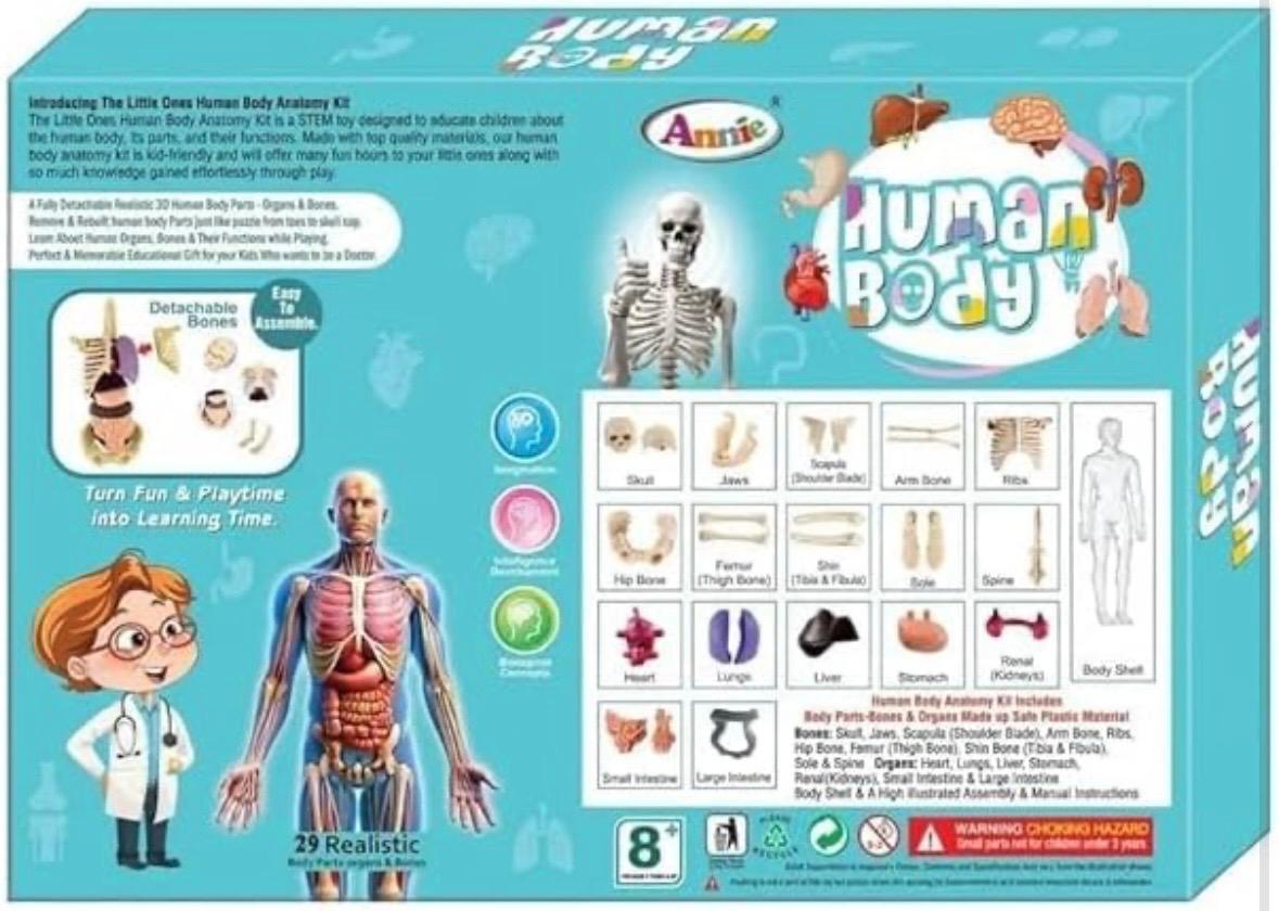 Human Body 3D Model Kit